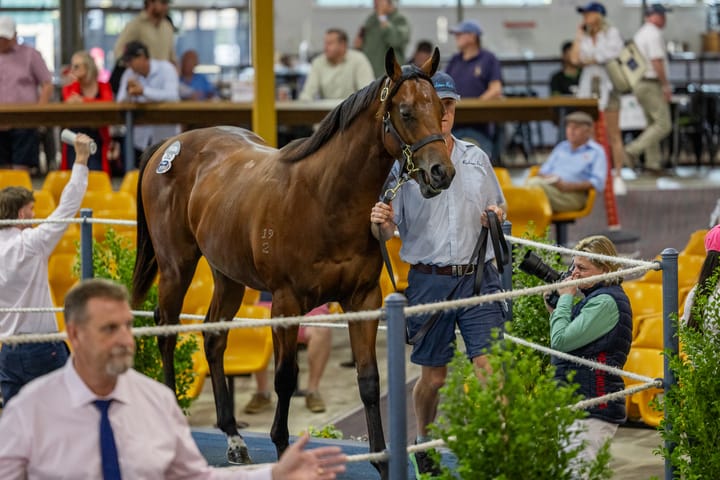 Magic Millions Adelaide
